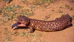 Blue tongued lizard in outback Queensland Australia