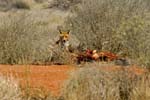 fox, introduced carnivore / predator, feeding on bloody carcass of dead kangaroo in outback Australia