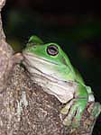 green tree frog