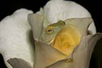 green tree frog among white petals of rose flower