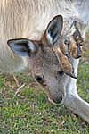 closeup of kangaroo joey with head and legs hanging out of pouch