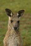 closeup of face of young eastern grey kangaroo