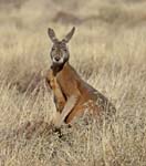 Male red kangaroo among tall dry grasses in outback Australia