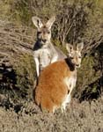 male and female red kangaroos in outback Australia