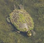 freshwater turtle with moss growing on shell swimming in clear water of lake