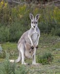 red kangaroo with joey in pouch in Flinders Ranges outback south australia