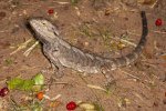 australian bearded dragon lizard pogona barbata