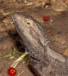 australian bearded dragon lizard pogona barbata close-up of face