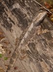 australian bearded dragon lizard pogona barbata camouflaged on log 