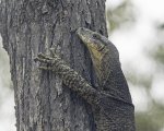 australian goanna lace monitor varanus varius close-up of face and claws on tree trunk