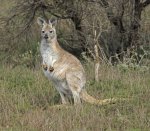 wallaroo in Flinders Ranges outback australia