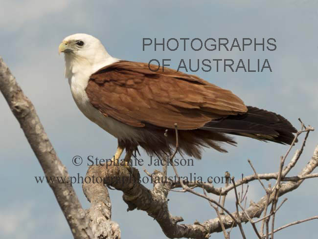 brahminy kite sea eagle