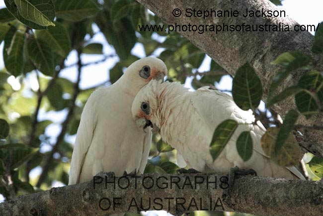 pair of corellas preening