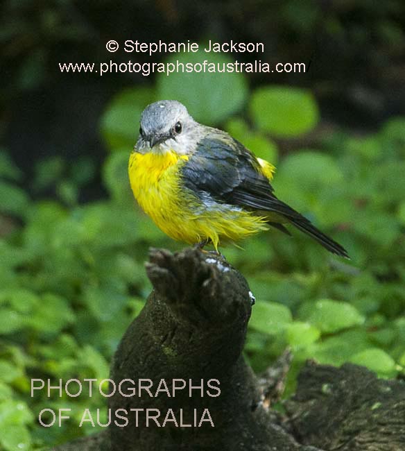 eastern yellow robin wet after bathing