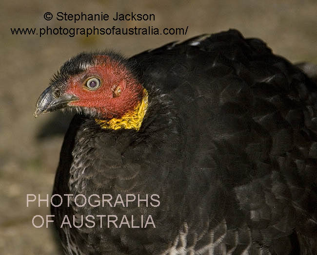 face of Australian scrub brush turkey, Alectura lathami