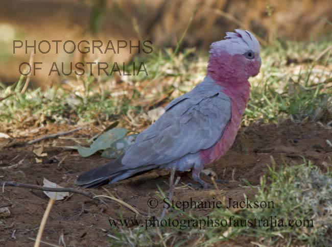 galah Australian parrot in outback Australia
