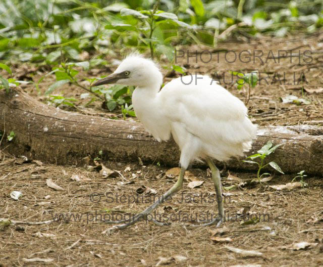egret chick walking on ground