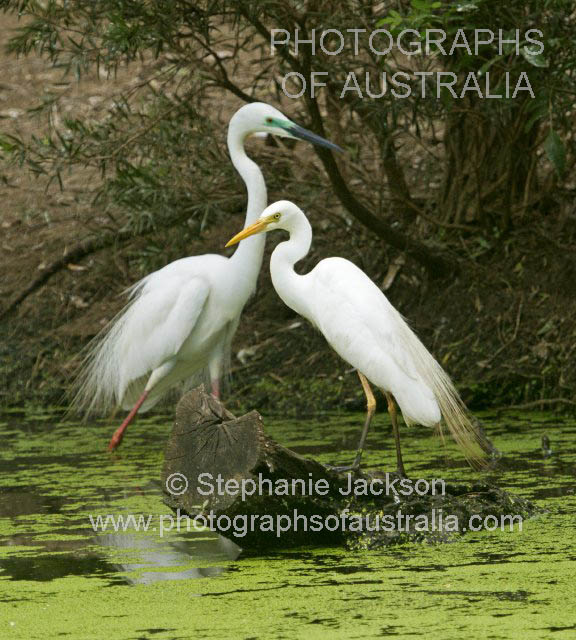 pair of plumed egrets with breeding plumage
