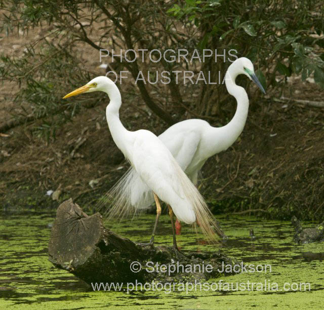 pair of plumed egrets in breeding plumage