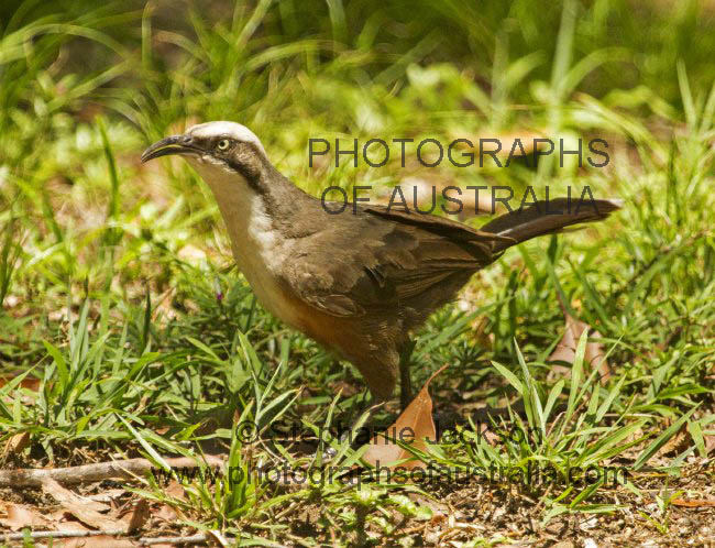 grey crowned babbler, Pomatostomus temporalis