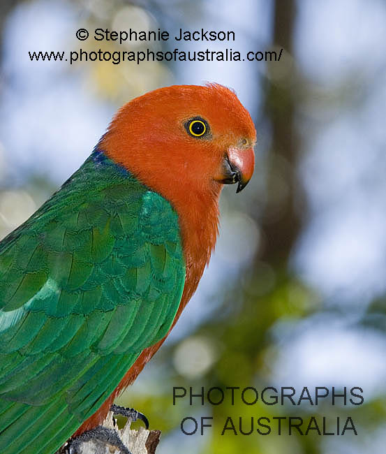 male king parrot face