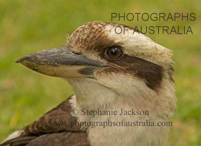 face of Australian kookaburra
