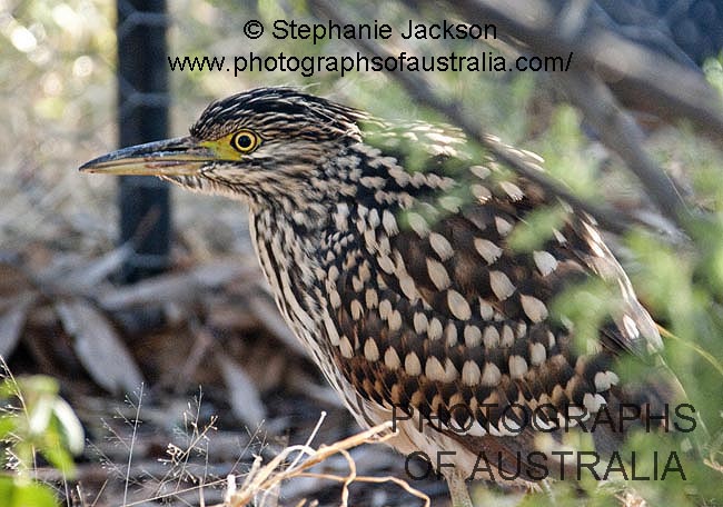nankeen night heron Nycticorax calidonicus in outback Queensland