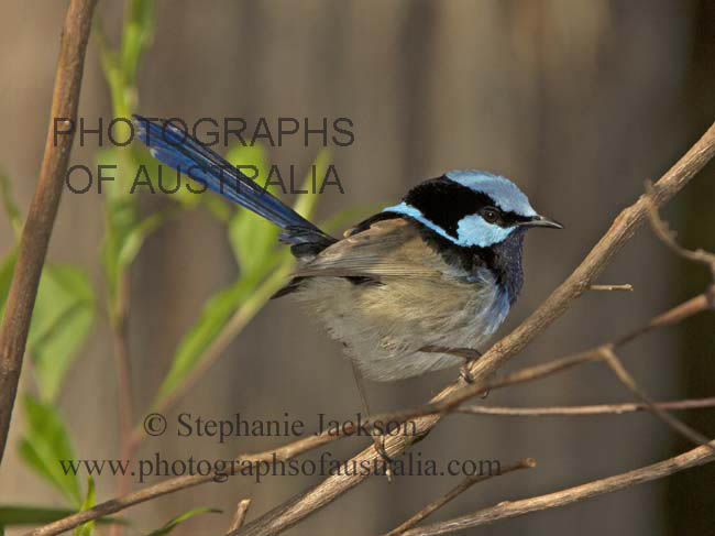 superb blue fairy wren male