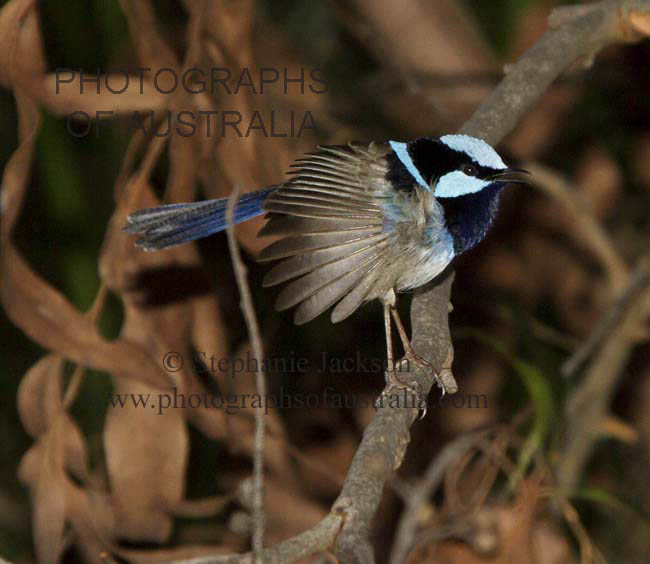 superb blue fairy wren