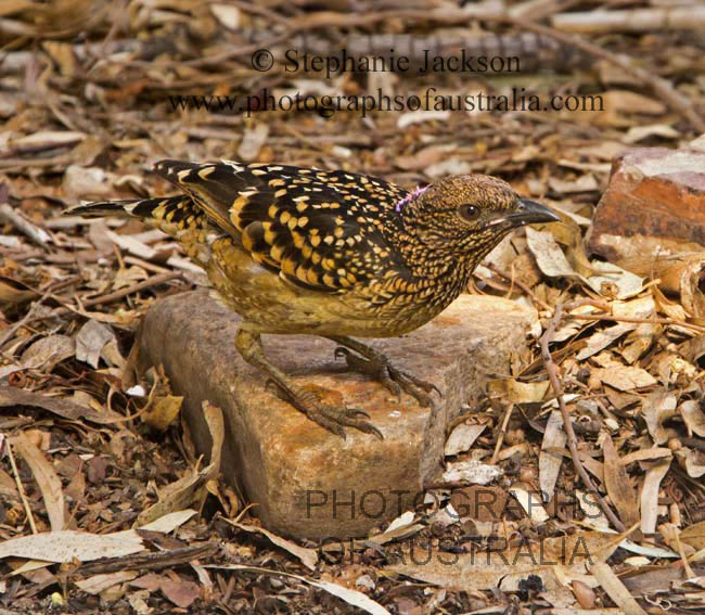 western bowerbird in outback Australia