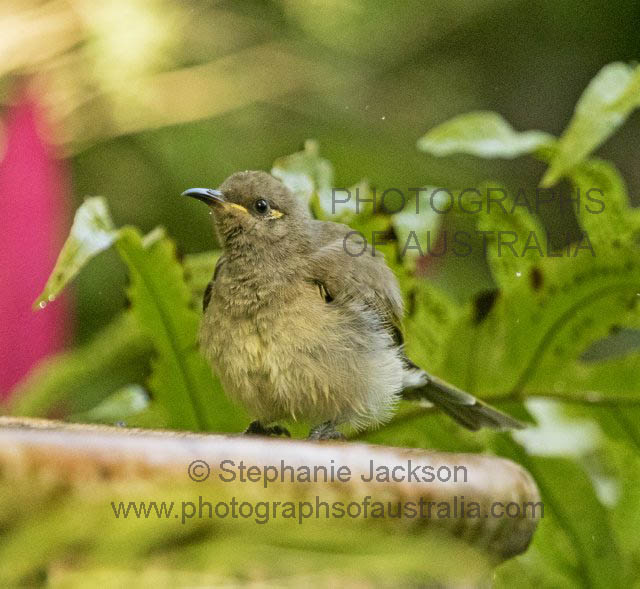 brown honey eater lichmera indistincta