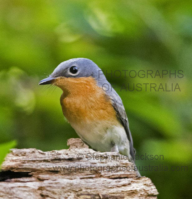 female satin flycatcher, Myiagra cyanoleuca
