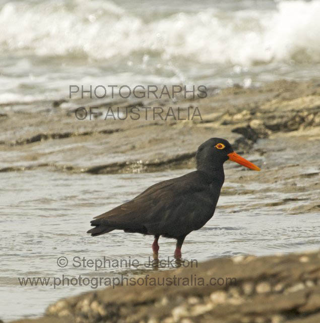 sooty oystercatcher on rocks