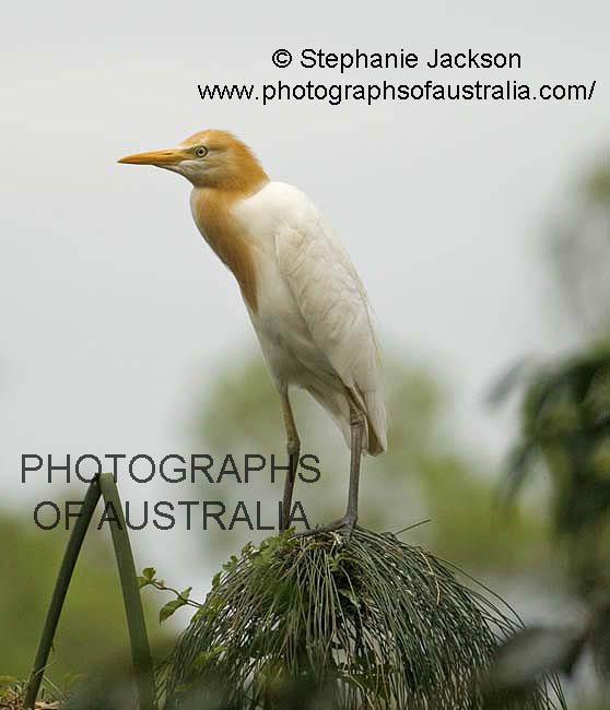 cattle egret