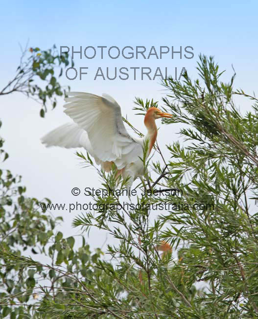 cattle egret in breeding plumage