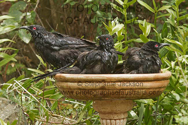 choughs in garden bird bath
