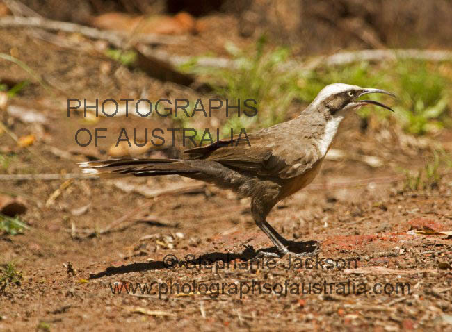 grey crowned babbler Pomatostomus temporalis