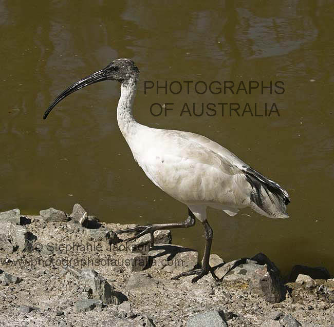 white sacred ibis