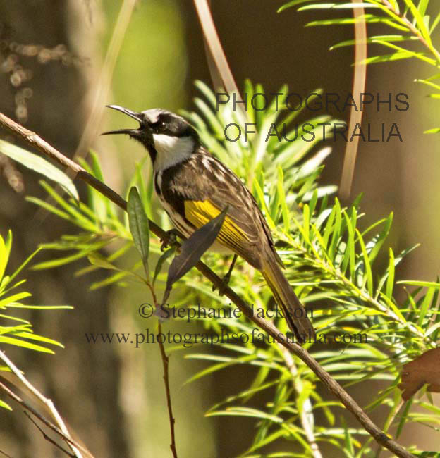 new holland honeyeater