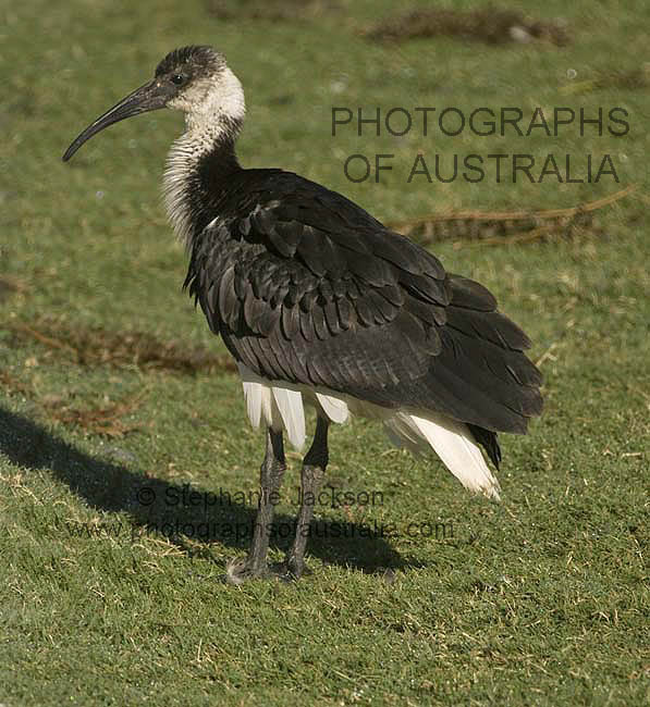 straw-necked ibis