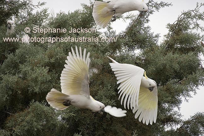 sulphur crested cockatoos in flight