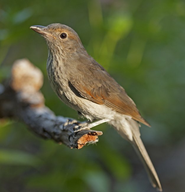 grey shrike thrush