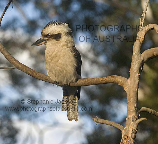 kookaburra laughing jackass