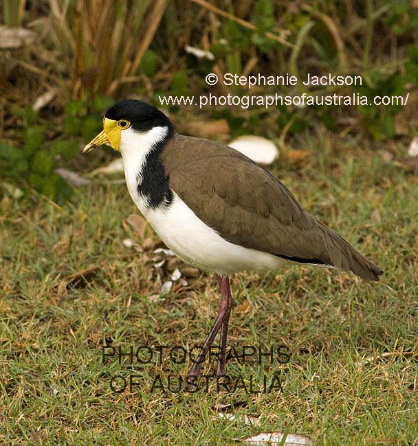masked lapwing plover vanellus miles