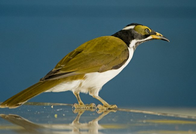young blue faced honeyeater