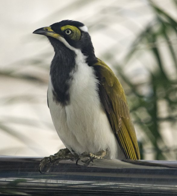 juvenile blue-faced honeyeater, Entomyzon cyanotis