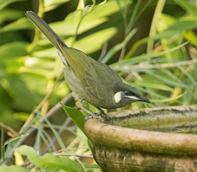 lewin's honeyeater, meliphaga lewinii at garden bird bath