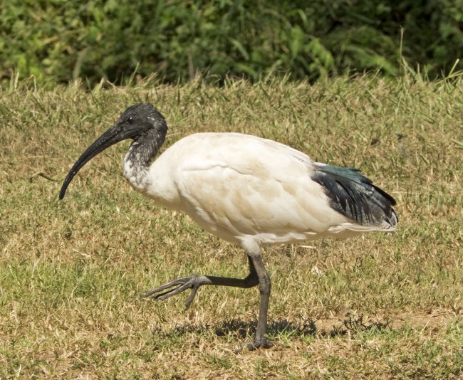 Australian sacred white ibis