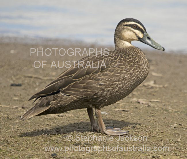 Pacific black duck