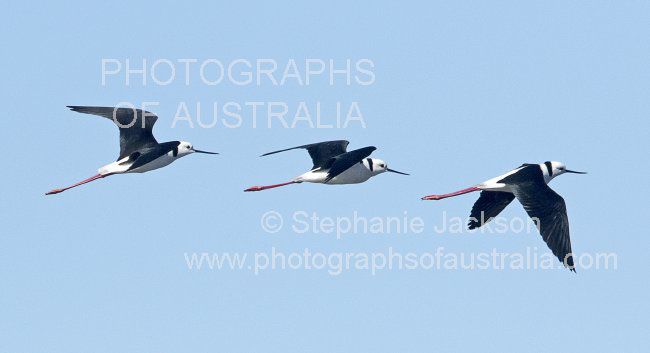 panoramic photo of pied stilts in flight